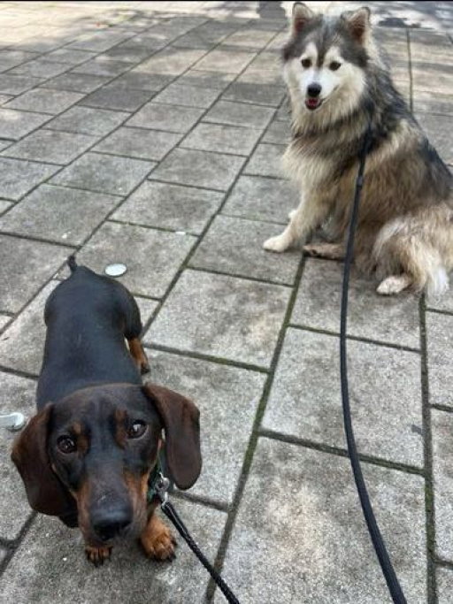 Tobias, pet sitter in Amsterdam, photo 2