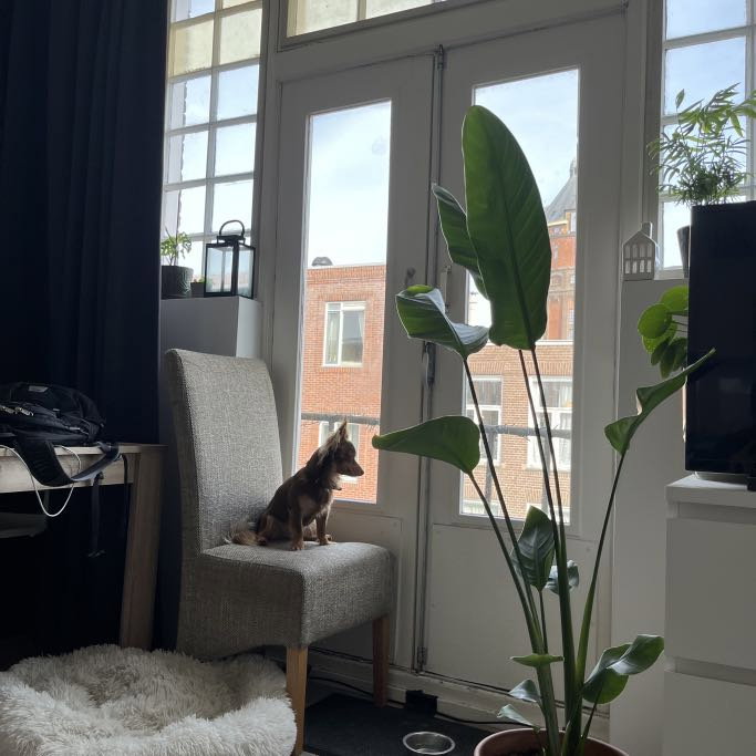 Joël, dierenoppas in Groningen, foto 4