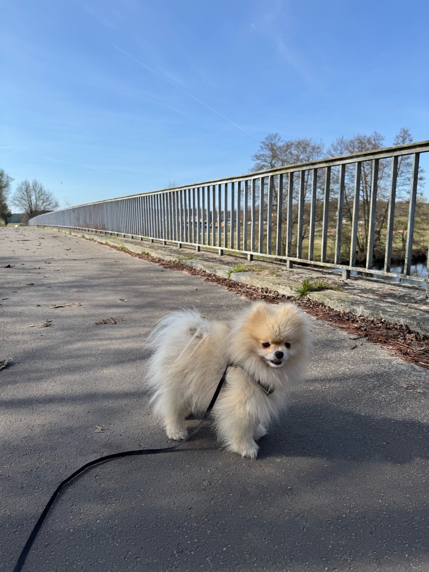 Bita, Tiersitter in Berlin, Foto 3