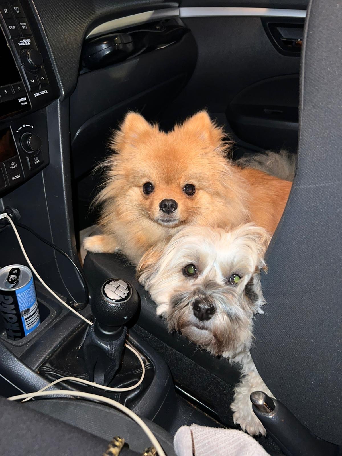 Sylvana, pet sitter in Valkenswaard, photo 2