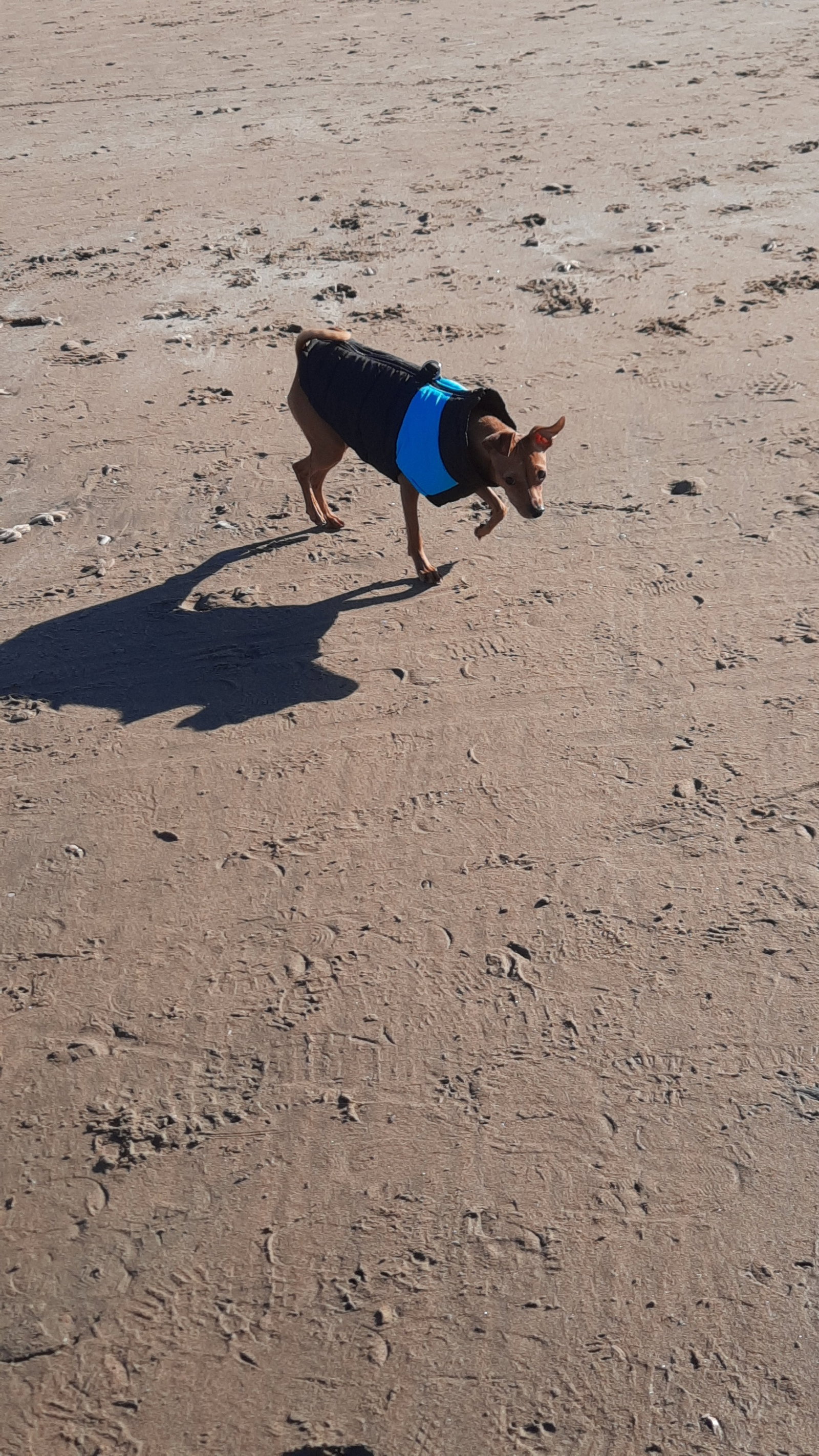 Lotus, pet sitter in Almere, photo 2