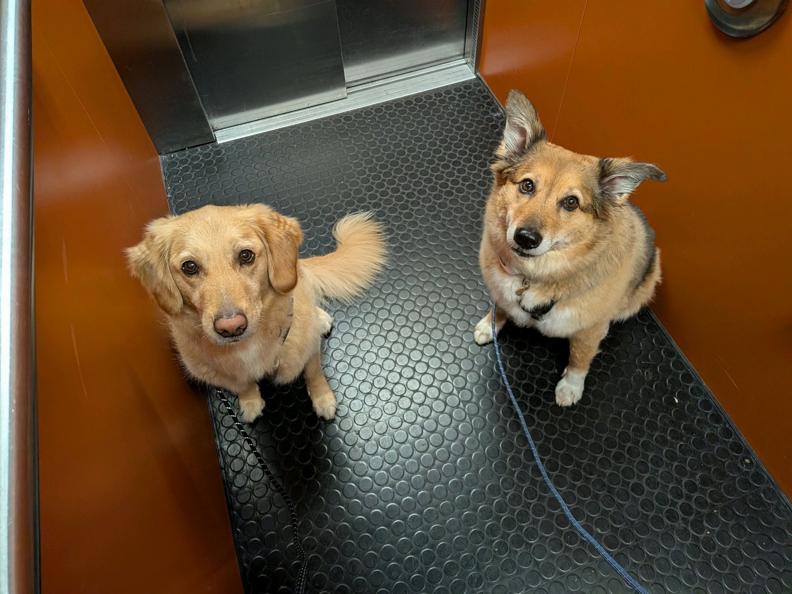 Pascalle, pet sitter in Heemstede, photo 2