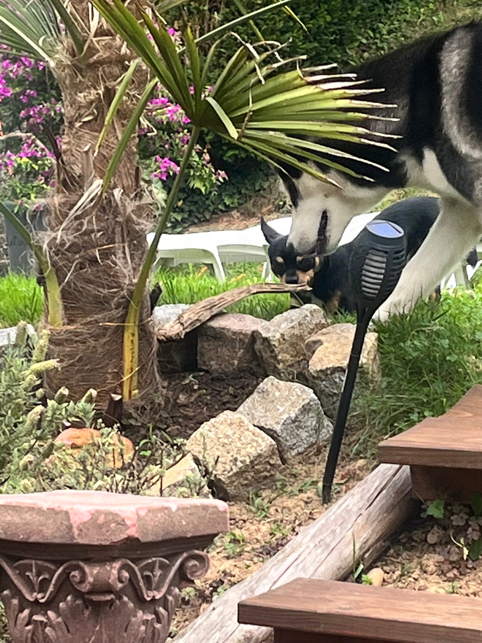Isabella, pet sitter in Lahr, photo 1
