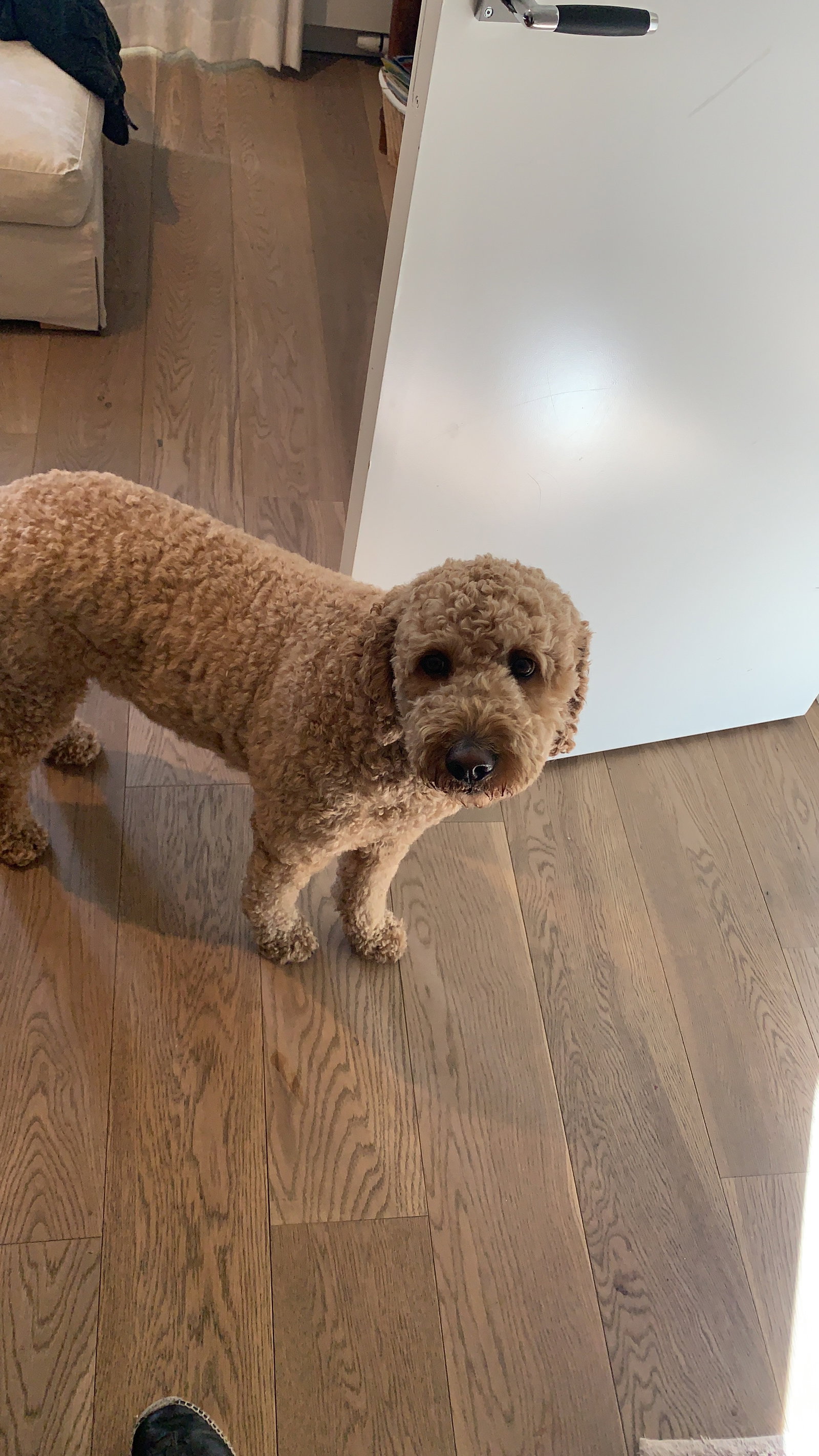 Donalda & David, pet sitter in Amsterdam, photo 3