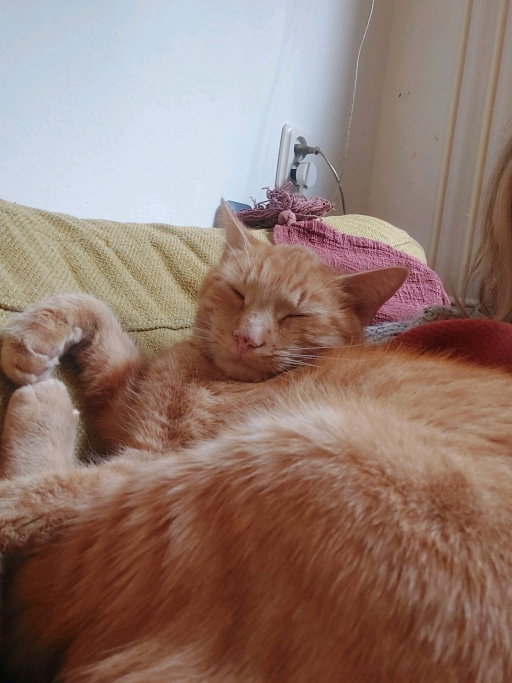 Merel, pet sitter in Scharendijke, photo 1