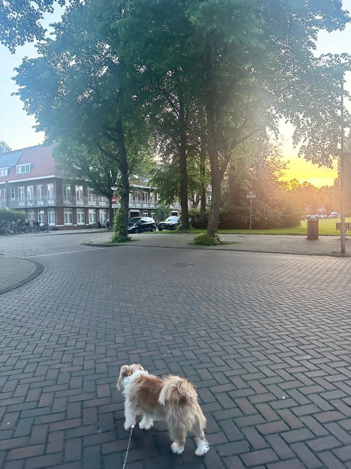 Evgenia, dierenoppas in Amsterdam, foto 5