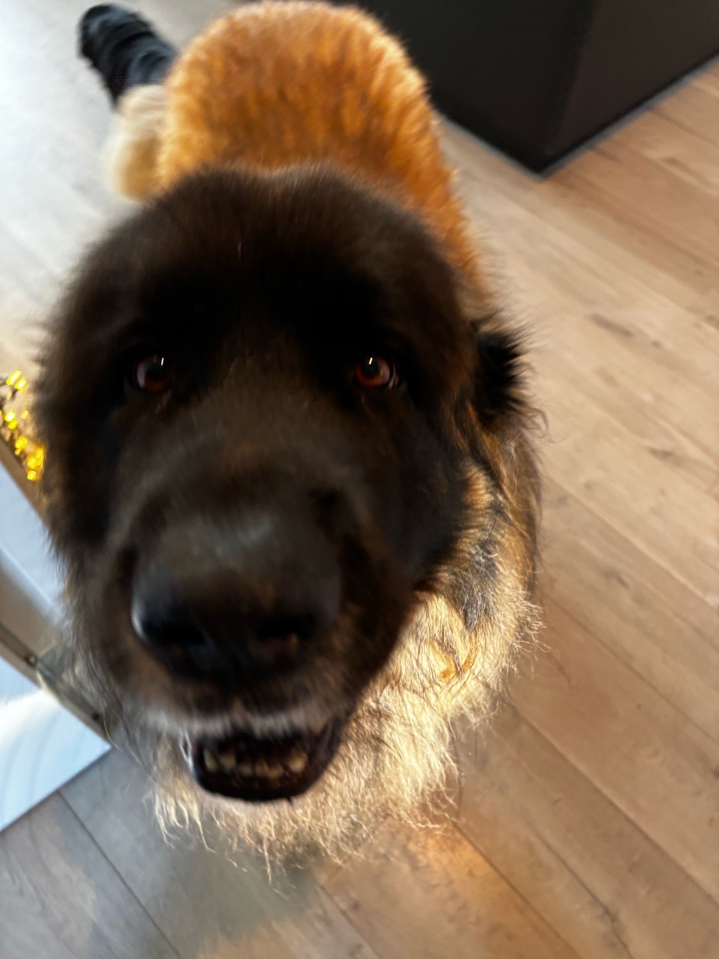 Anouk, pet sitter in Nunspeet, photo 4
