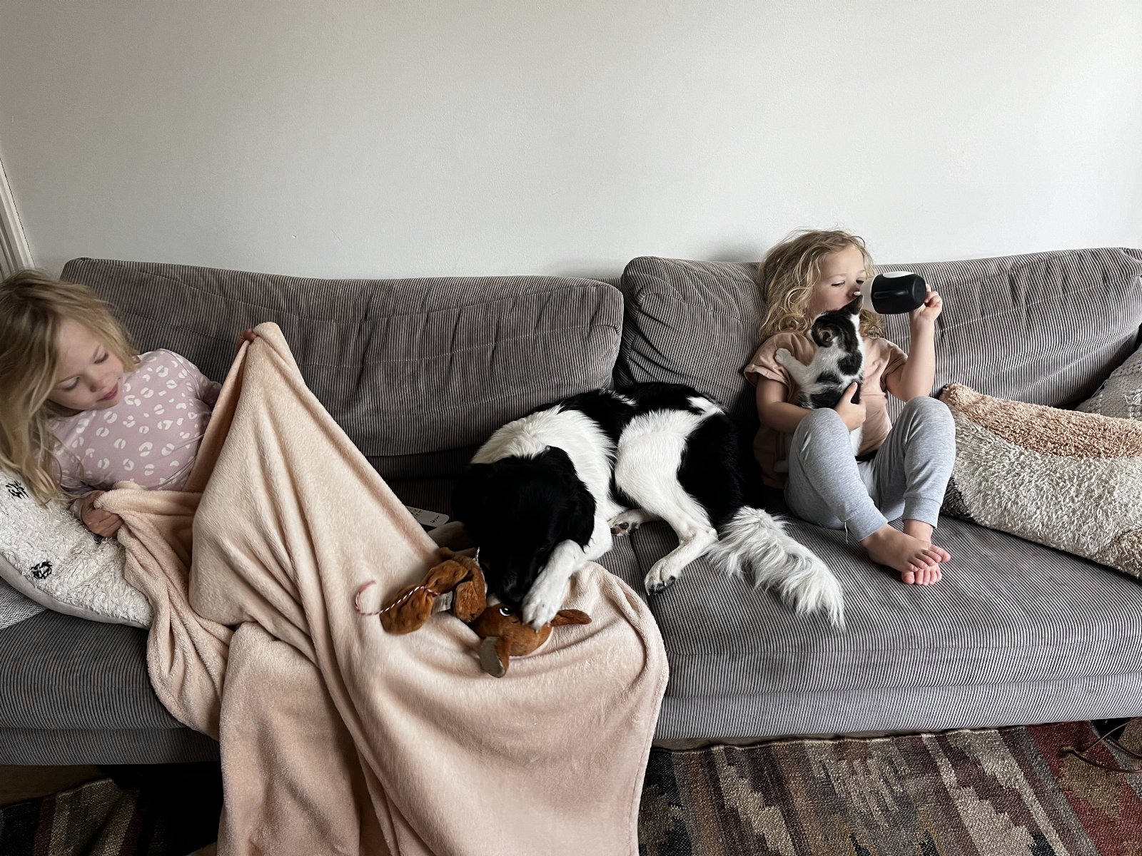 amber, pet sitter in Haarlem, photo 2