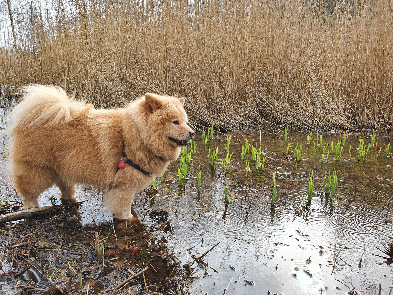 Sabine, pet sitter in Haarlem, photo 1