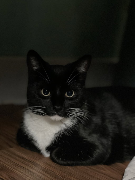 Twan, pet sitter in Amsterdam, photo 4