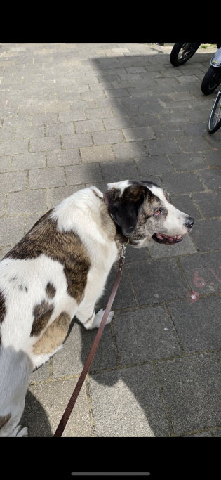 Agnese, pet sitter in 's-Gravenhage, photo 5