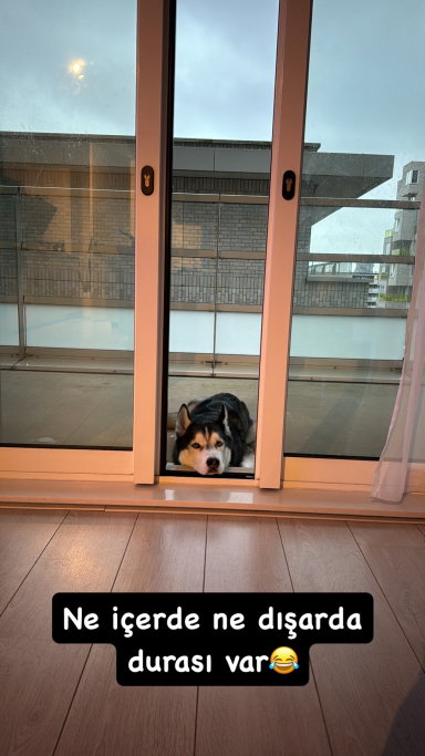 Seda, pet sitter in Amsterdam, photo 2