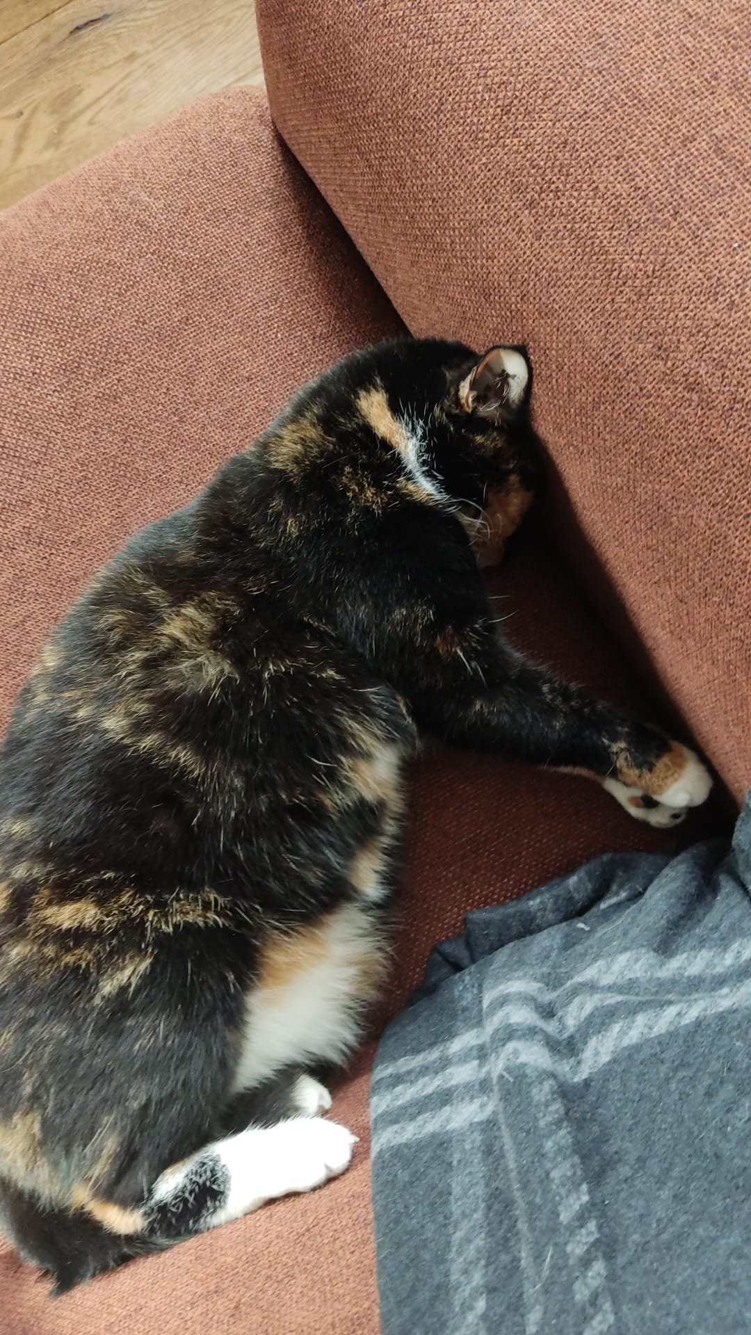 Luisa, pet sitter in Amsterdam, photo 3