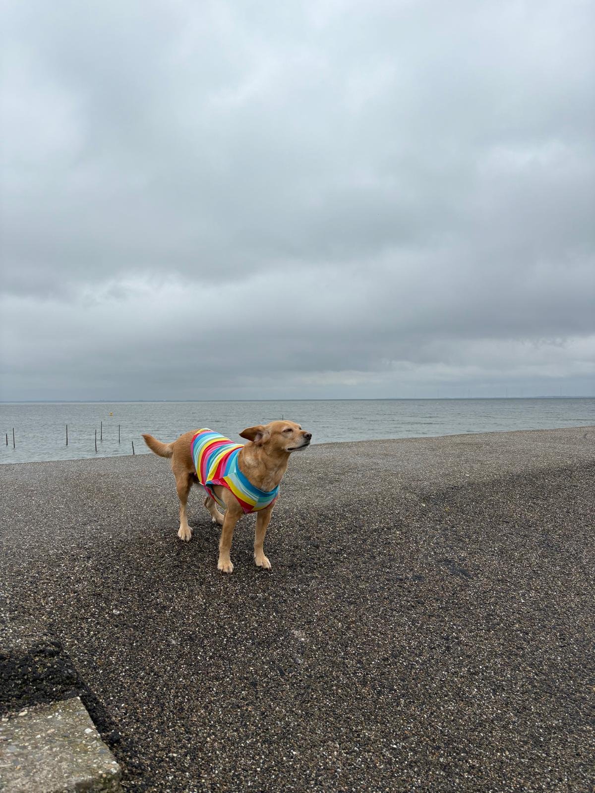 Kubranur, pet sitter in Geleen, photo 5