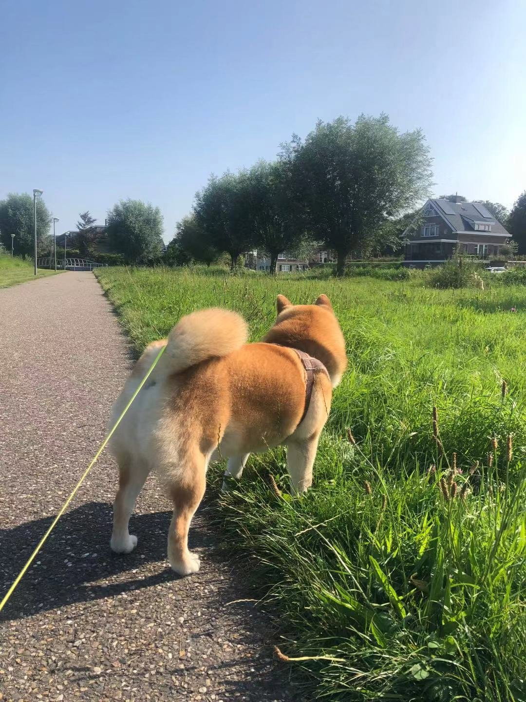 Yaqi, pet sitter in Amsterdam, photo 2