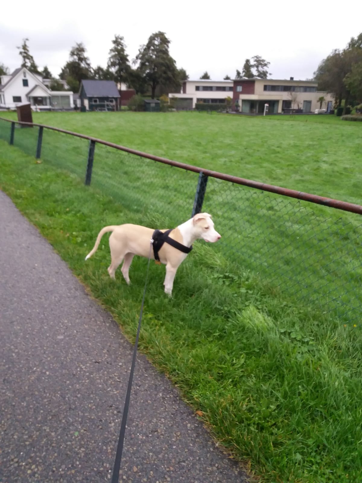 Selena, pet sitter in 's-Gravenhage, photo 2