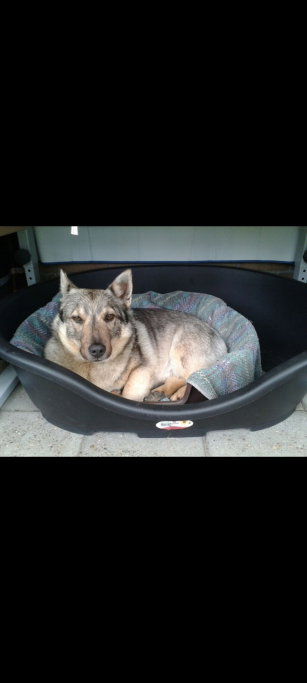 Martine, pet sitter in Breda, photo 3