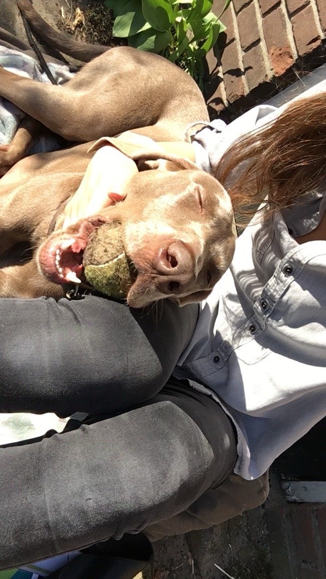 Lena, pet sitter in Utrecht, photo 1
