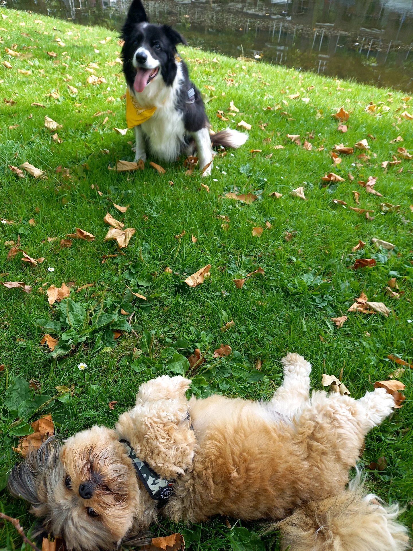 Jessica, pet sitter in Rotterdam, photo 5
