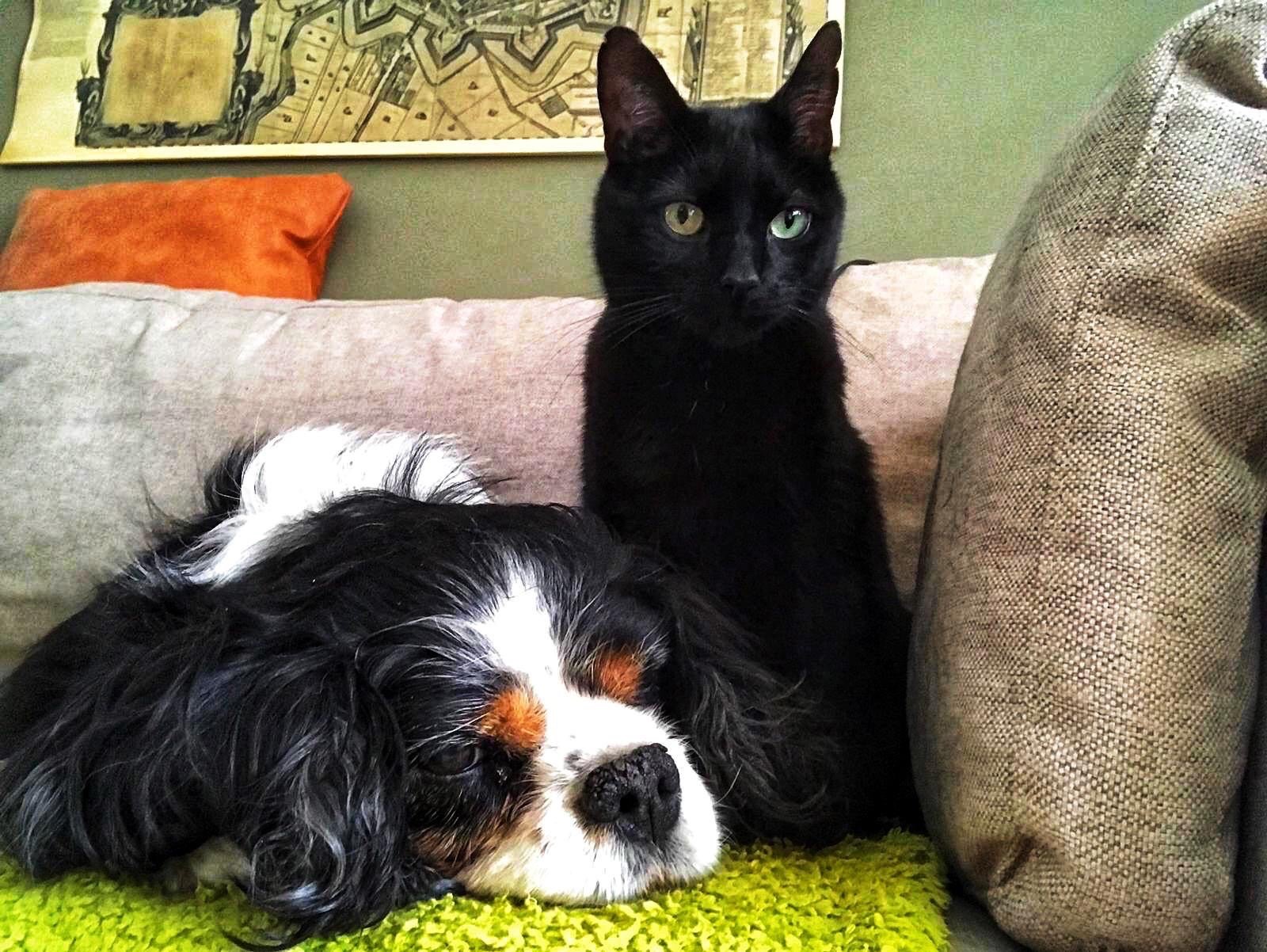 Adri, pet sitter in Groningen , photo 3