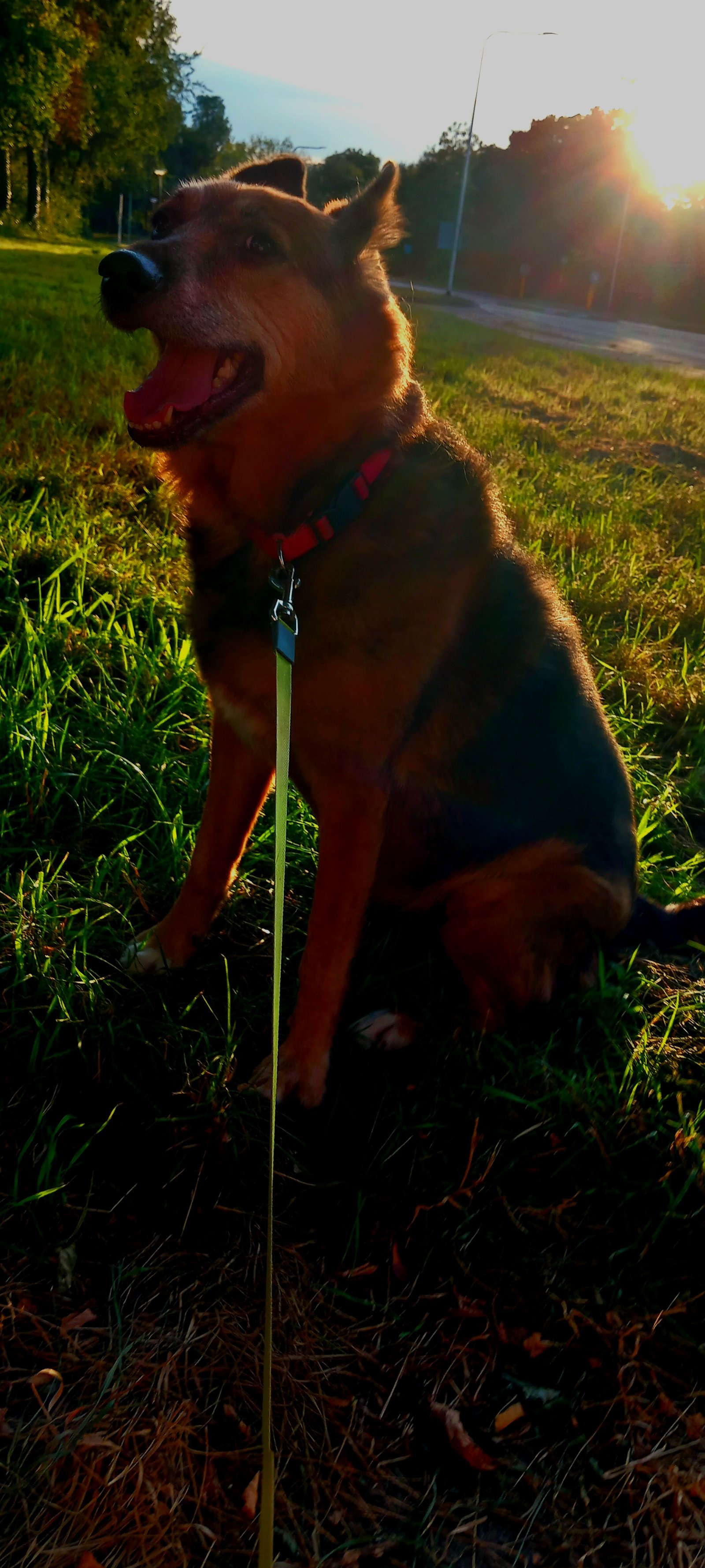 Nikkie, pet sitter in de wijk, photo 2