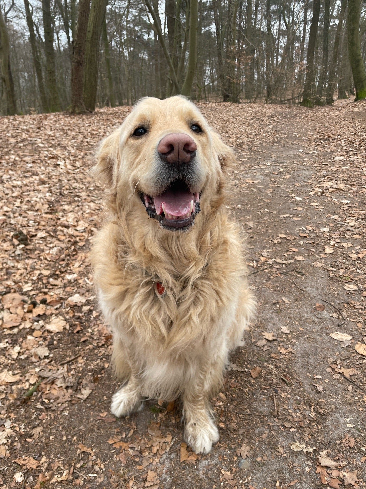 Esmée, dierenoppas in Arnhem, foto 2