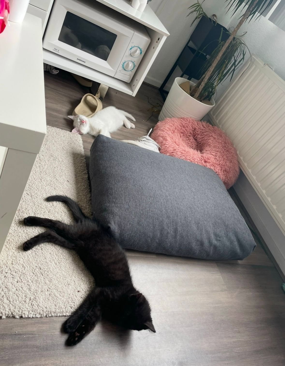 eva, pet sitter in Tiel, photo 3