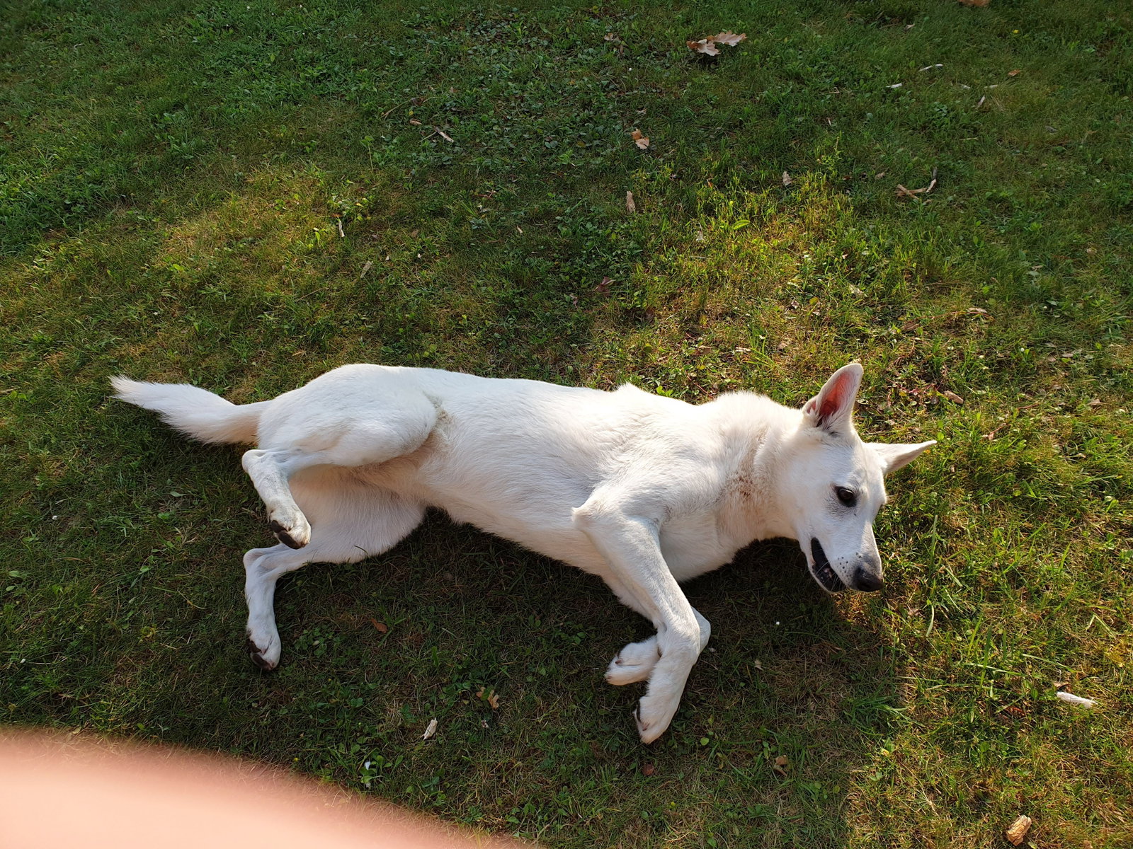 Pauline, pet sitter in Zaandam, photo 5