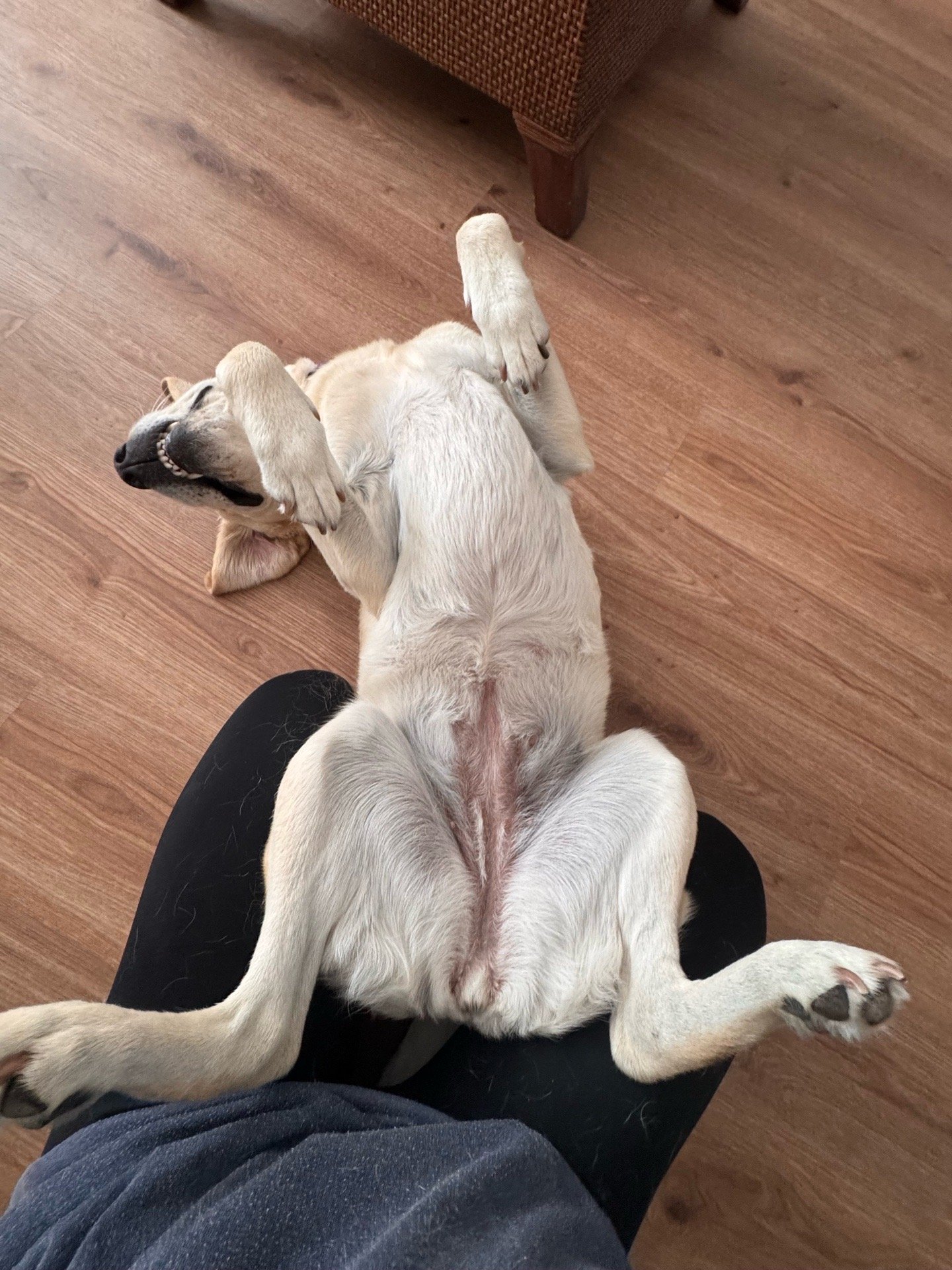 Lysanne, pet sitter in Wassenaar, photo 2