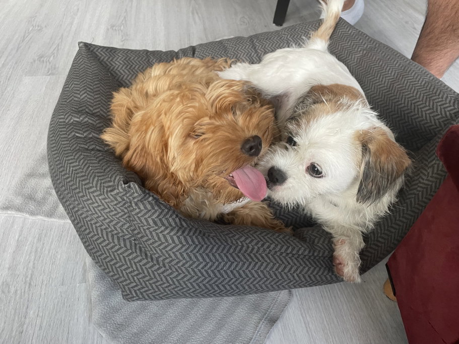 Gautham, pet sitter in Amsterdam, photo 1