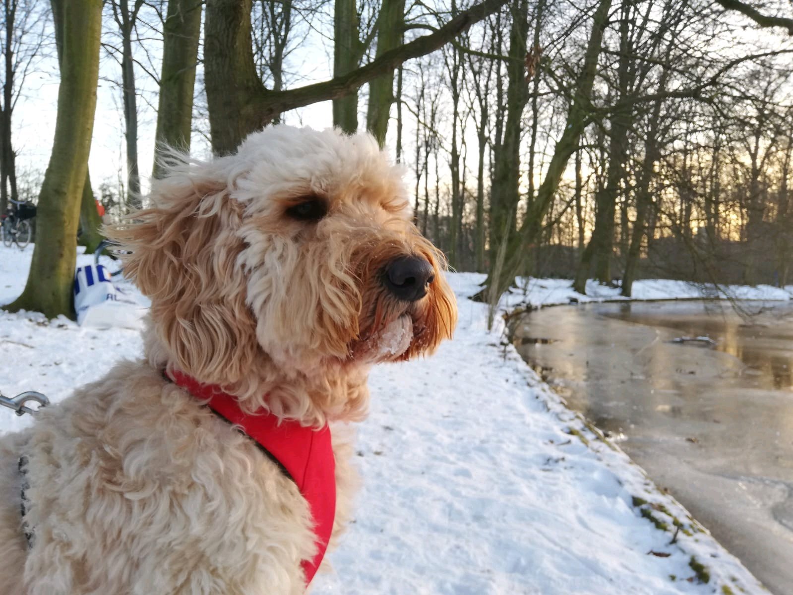 Ninke, pet sitter in Voorburg, photo 4