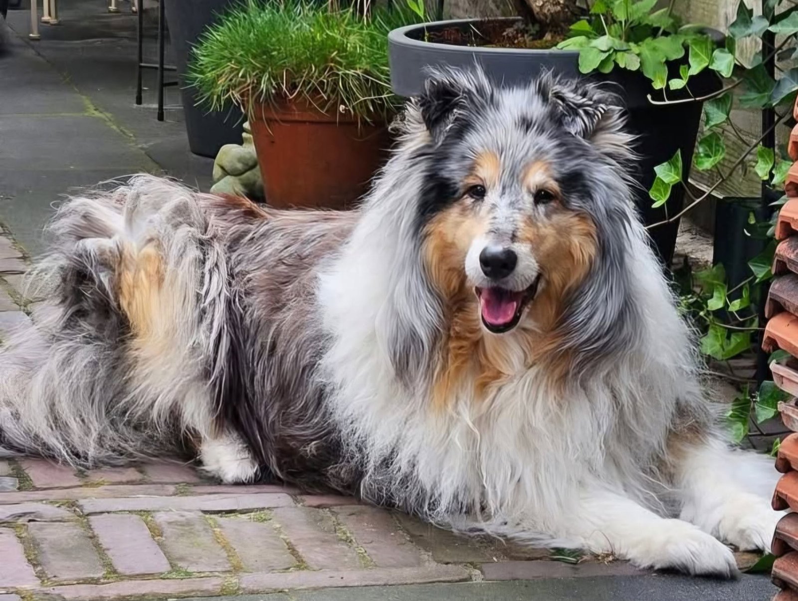 Diana, pet sitter in Ede, photo 2