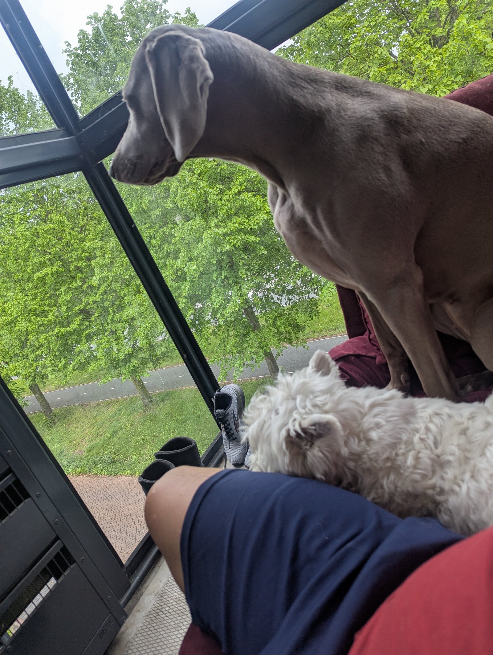 Danilo, pet sitter in Nieuwegein , photo 3