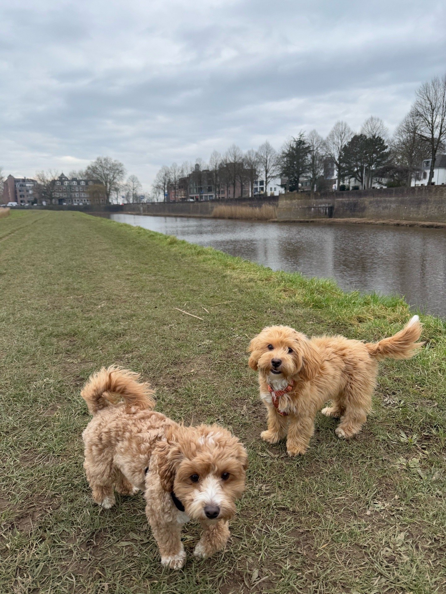Glenn, pet sitter in 's-Hertogenbosch, photo 5