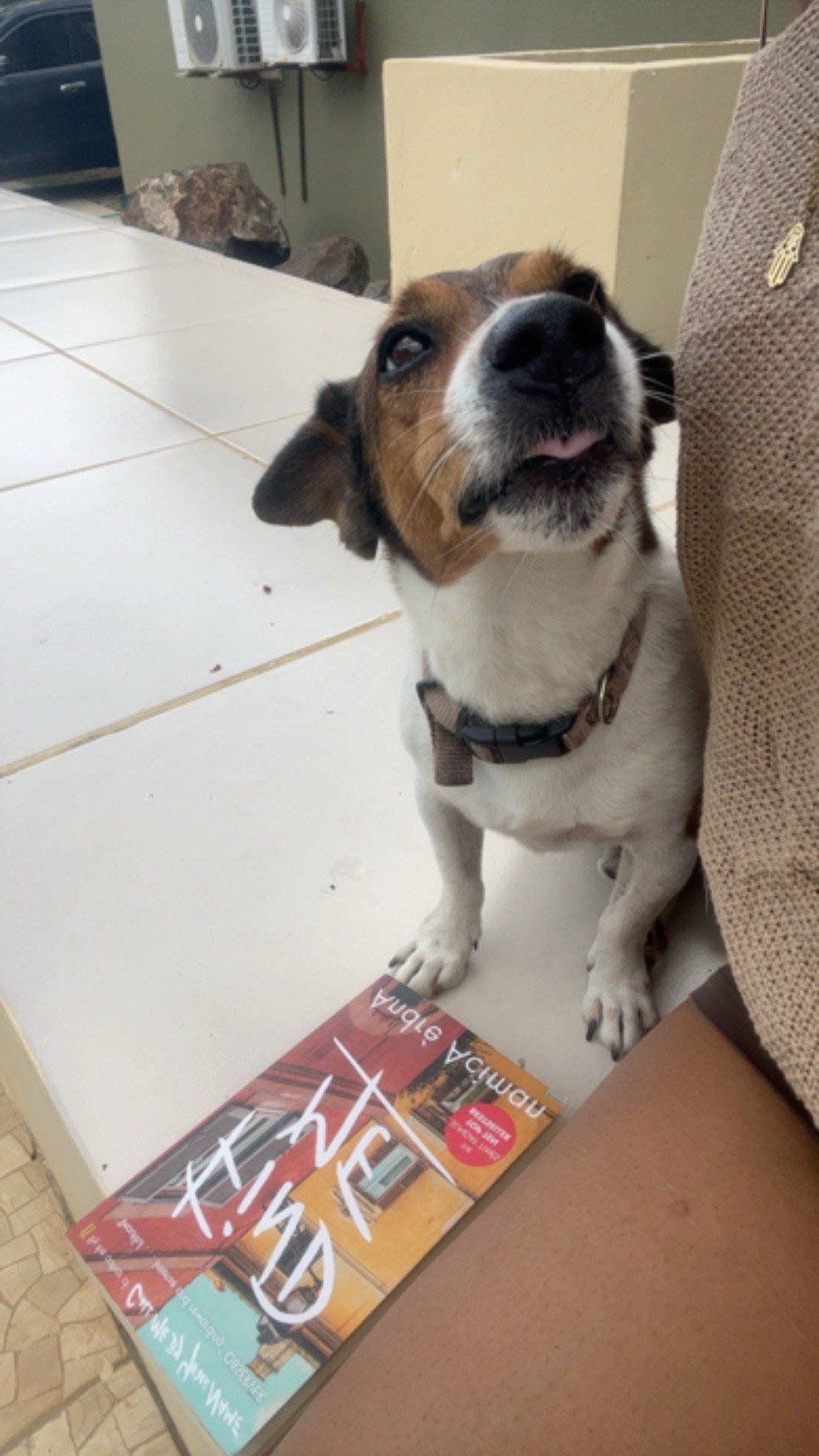 Kyona, pet sitter in Rotterdam, photo 4