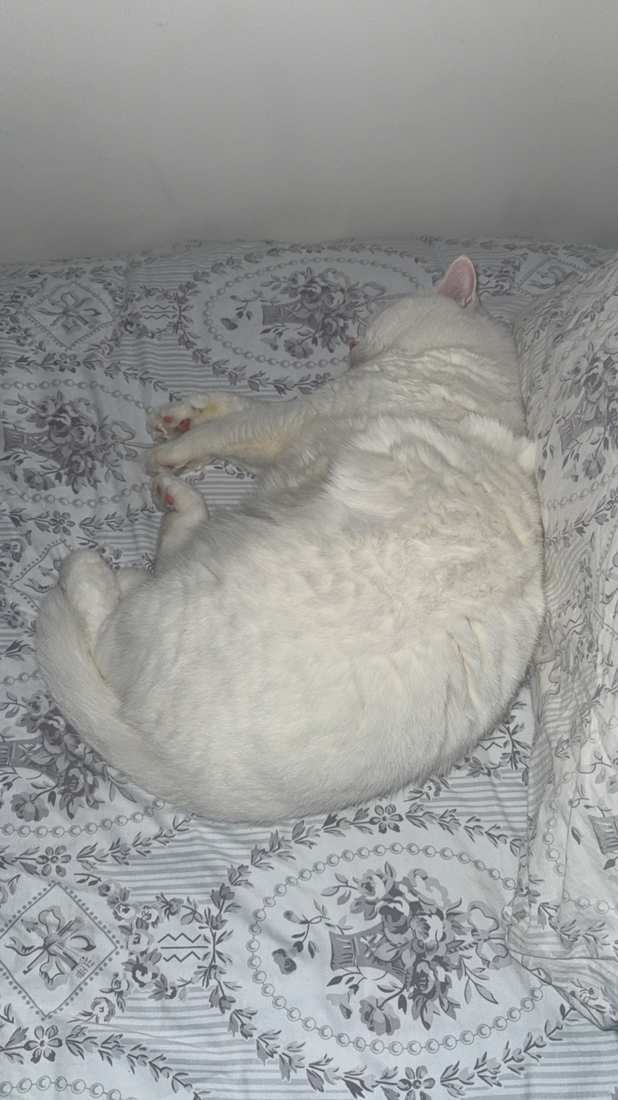 jadis, pet sitter in Lelystad, photo 2