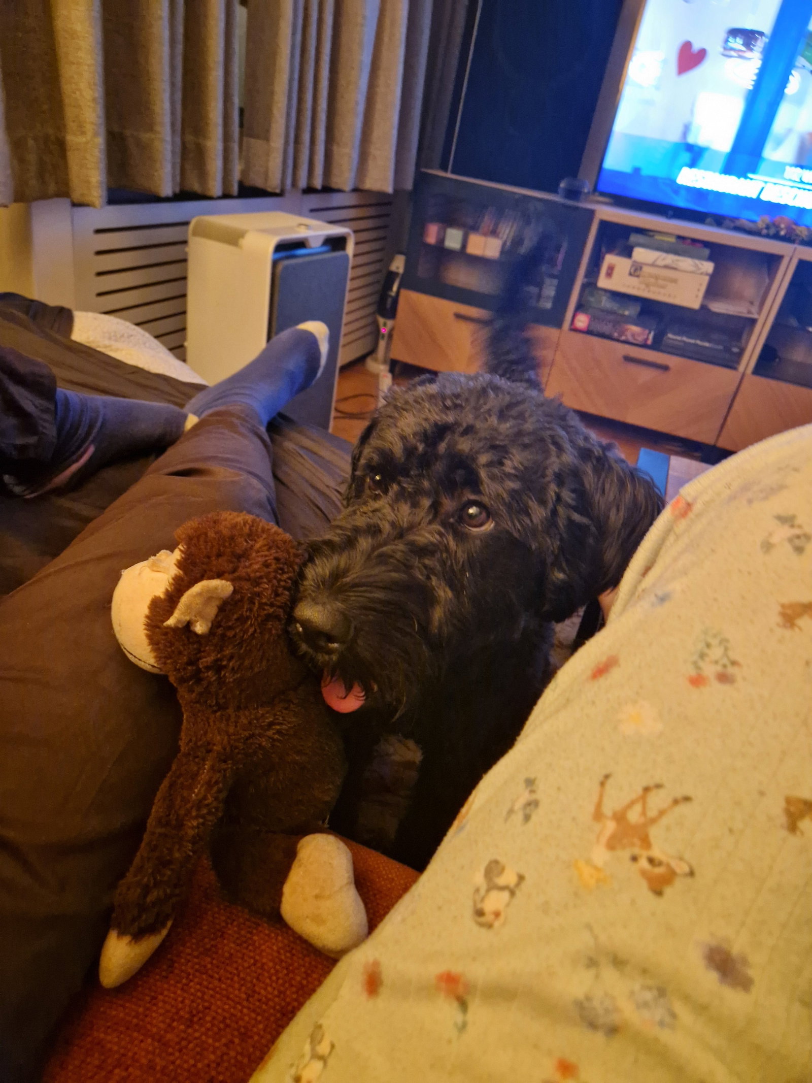 Rebekka, pet sitter in Enschede, photo 1