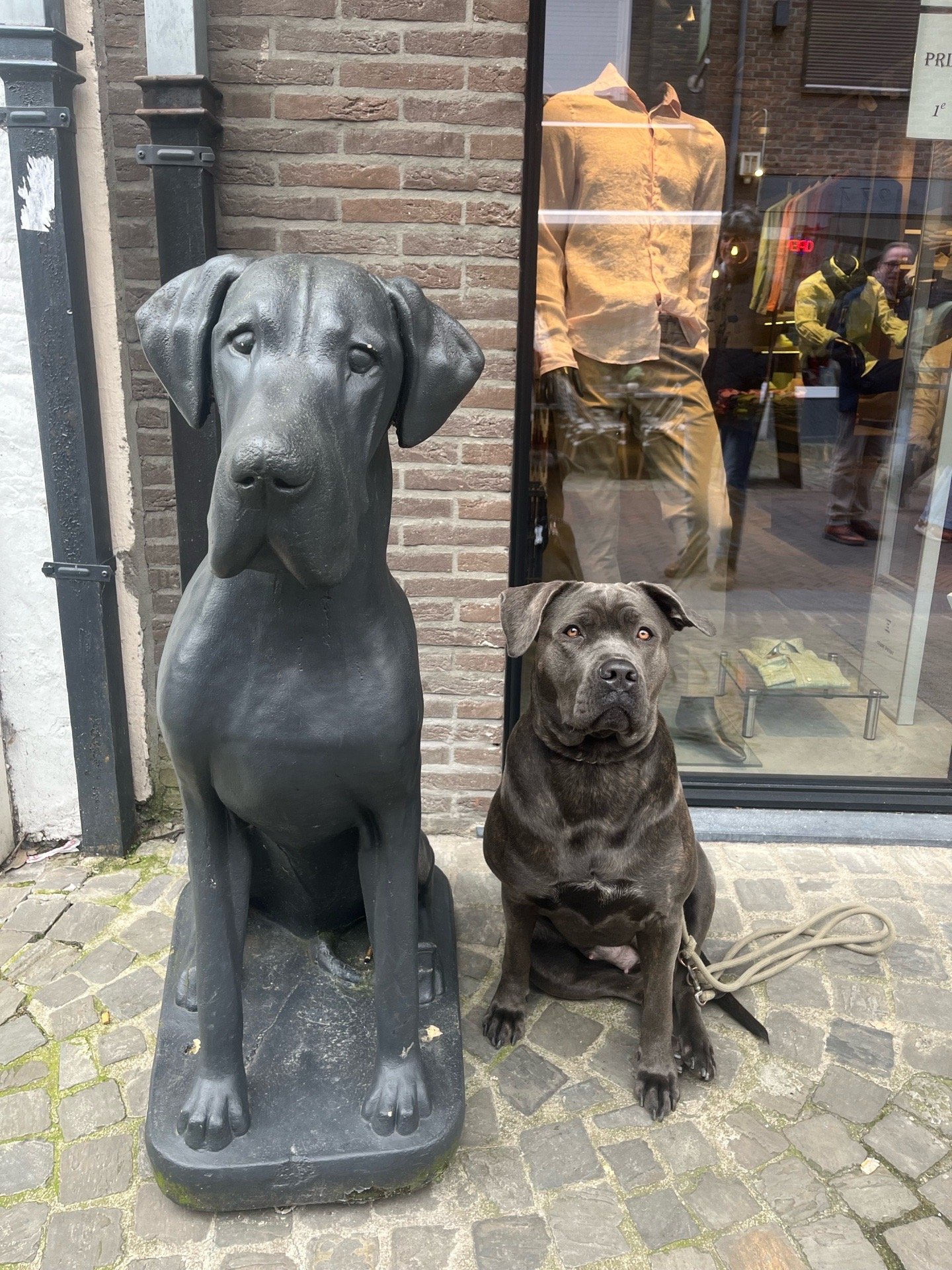 Lina, Tiersitter in Wesseling, Foto 5