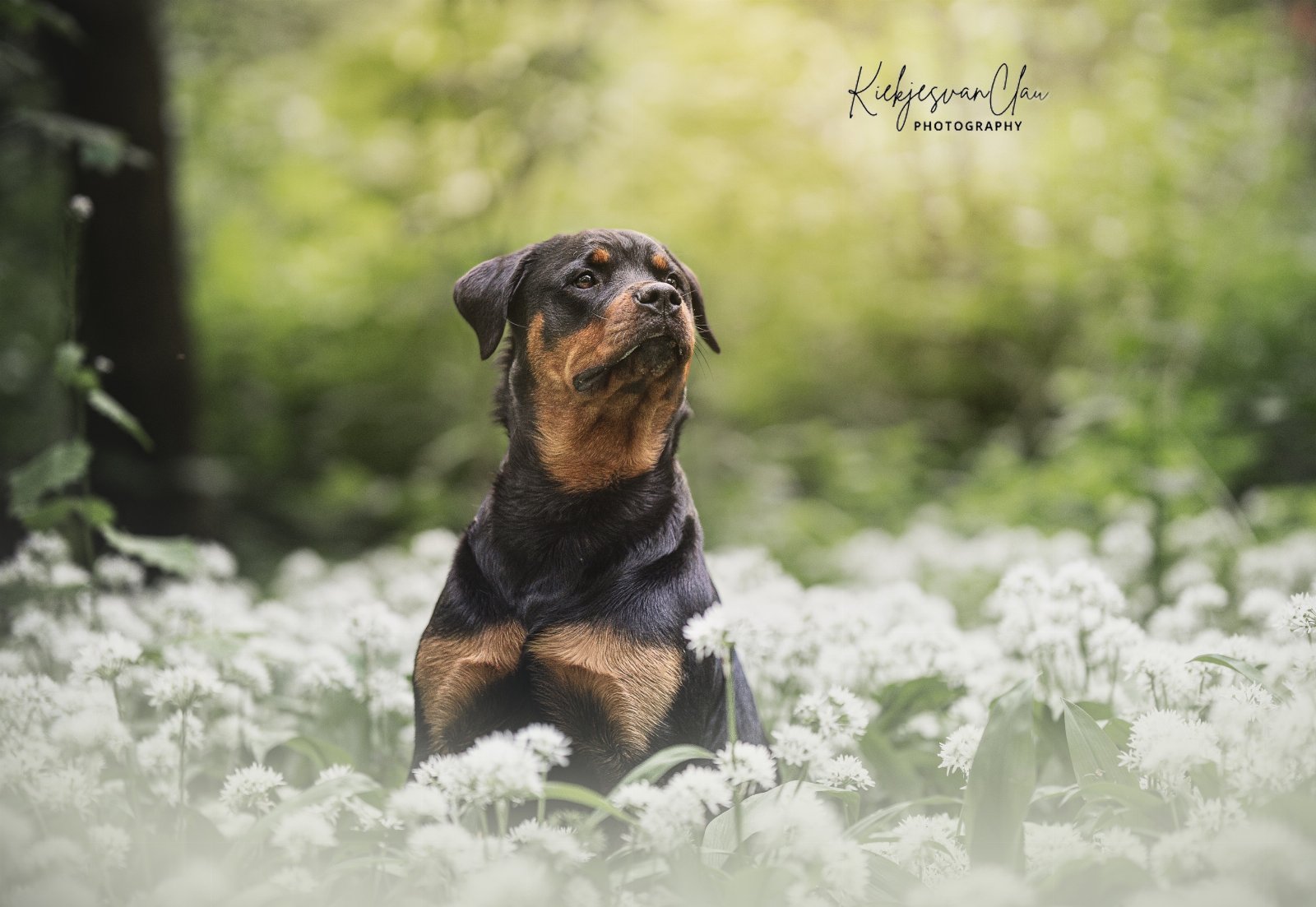 Kaylee, dierenoppas in Vlaardingen, foto 5