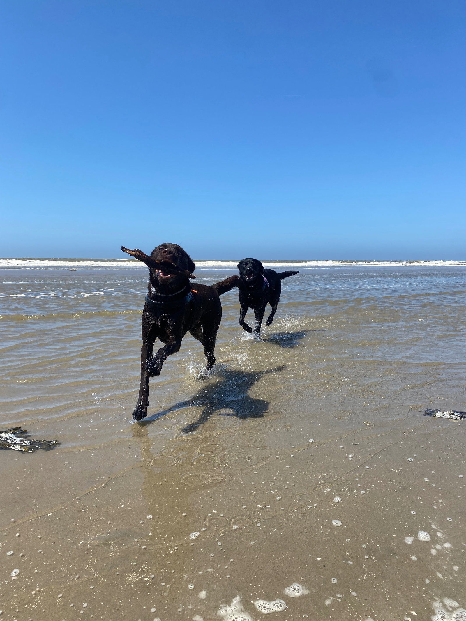 Dominique, pet sitter in IJmuiden, photo 4