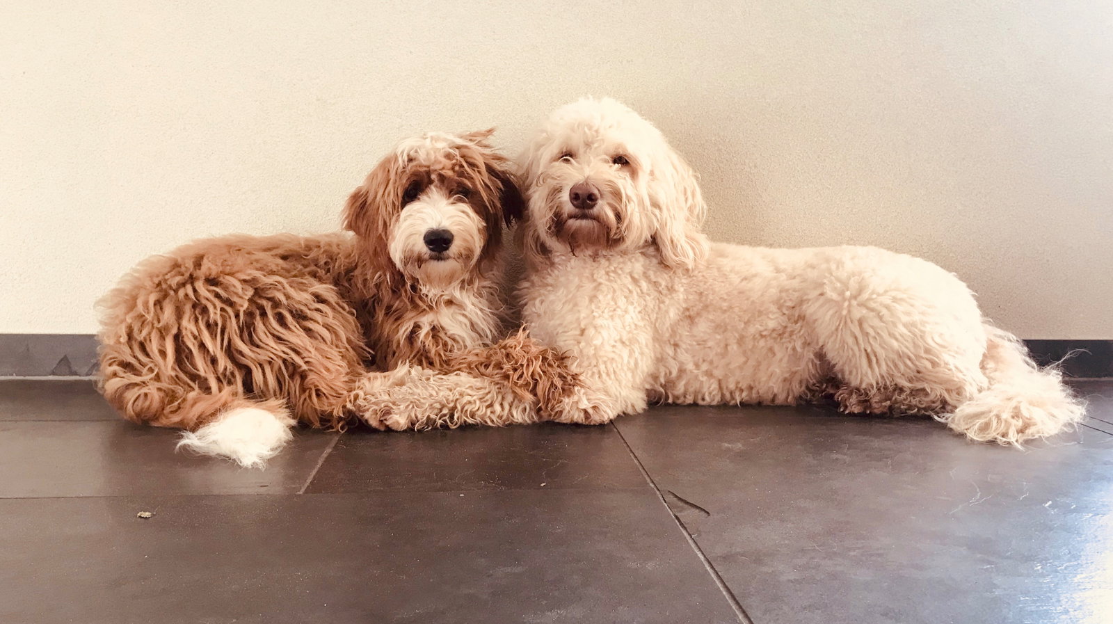 Barbra, pet sitter in Tripscompagnie, photo 5