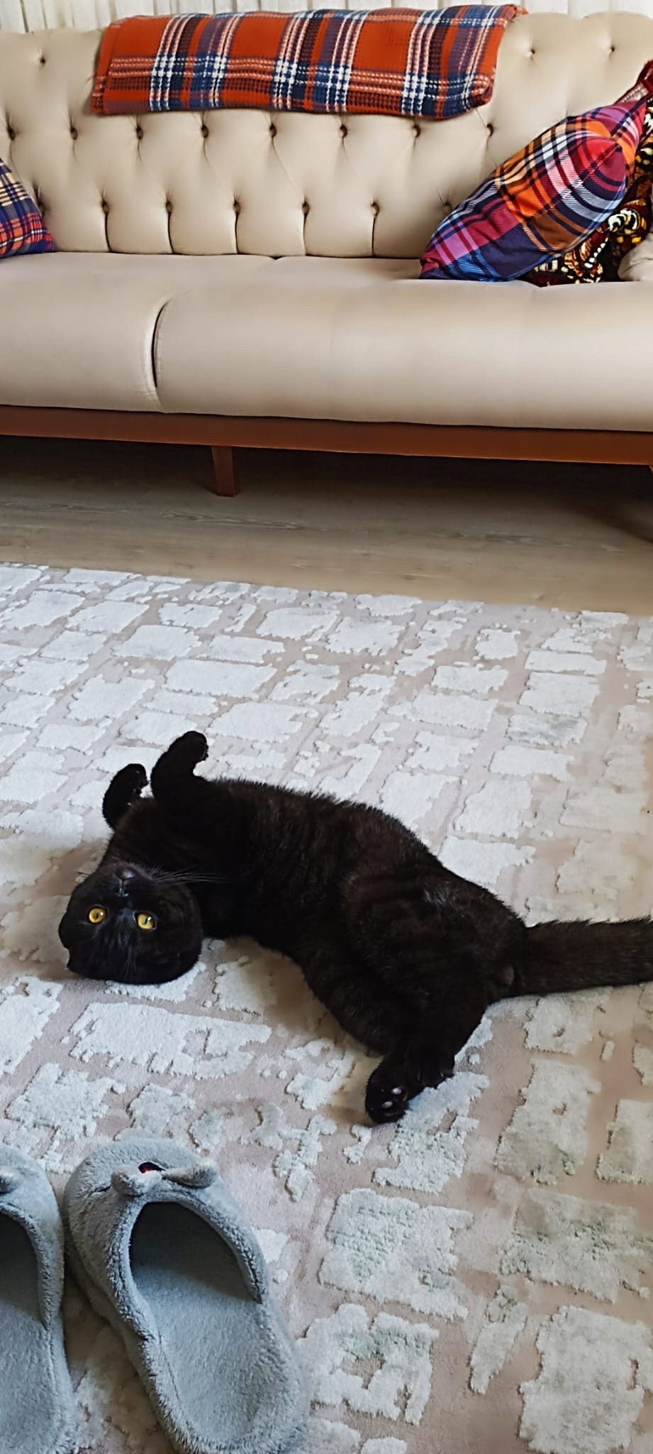 Rumeysa, pet sitter in Schiedam, photo 1