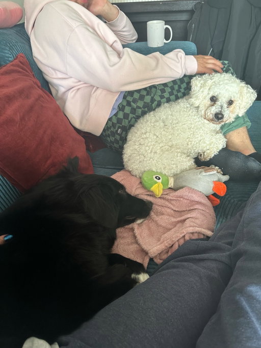 Anna, pet sitter in 's-Gravenhage, photo 3