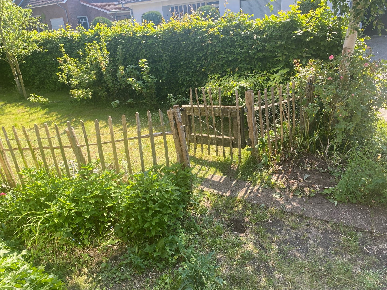 Barbara, pet sitter in Emmerich, photo 4
