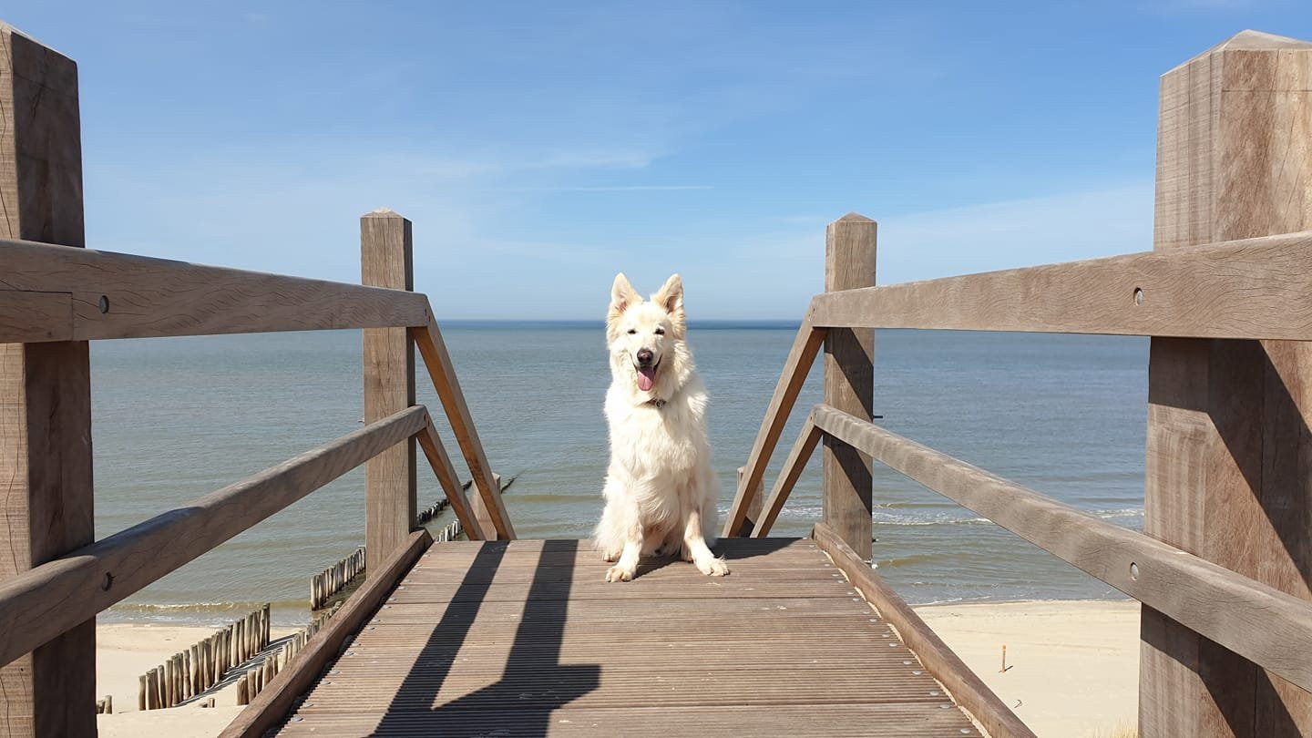 Marjolein, dierenoppas in Domburg, foto 1