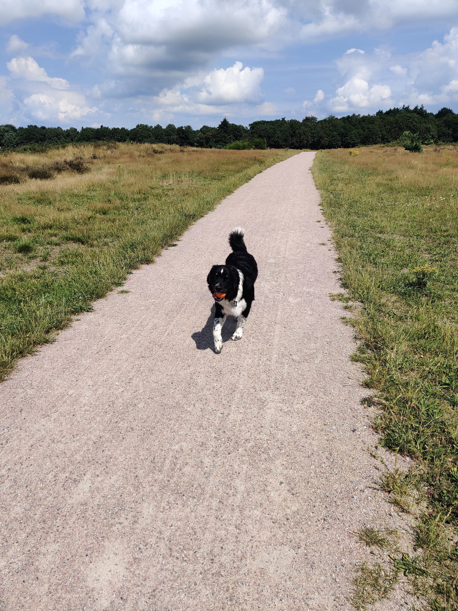 Pamela, pet sitter in Hilversum, photo 2
