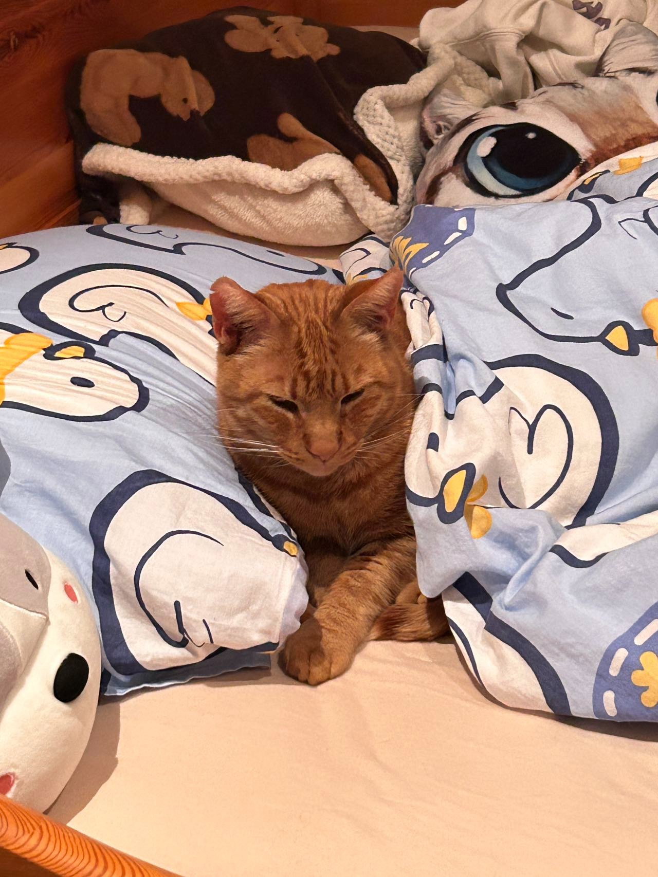 Hongming, pet sitter in Schiedam, photo 2