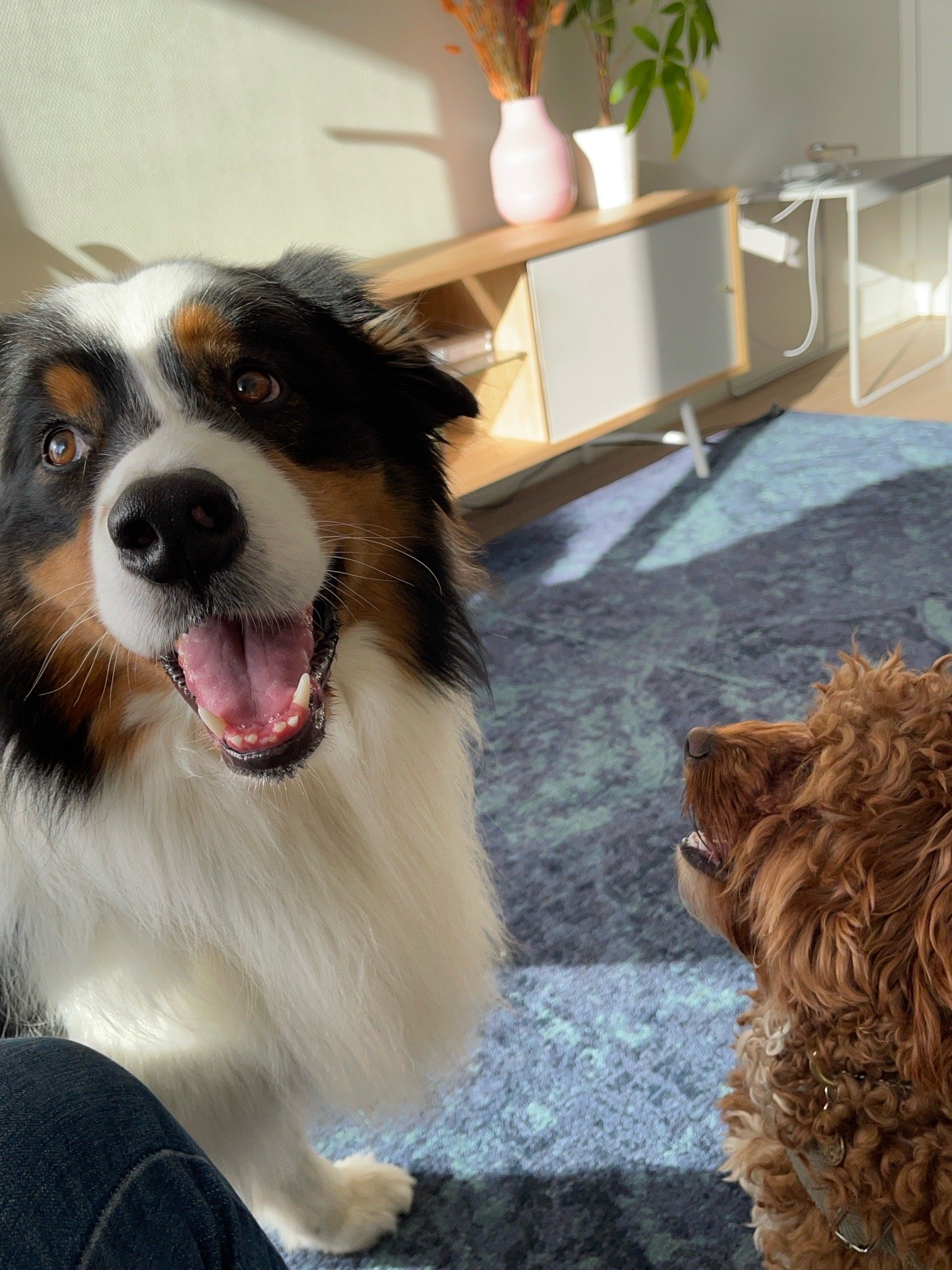 Ecem, pet sitter in Diemen, photo 4