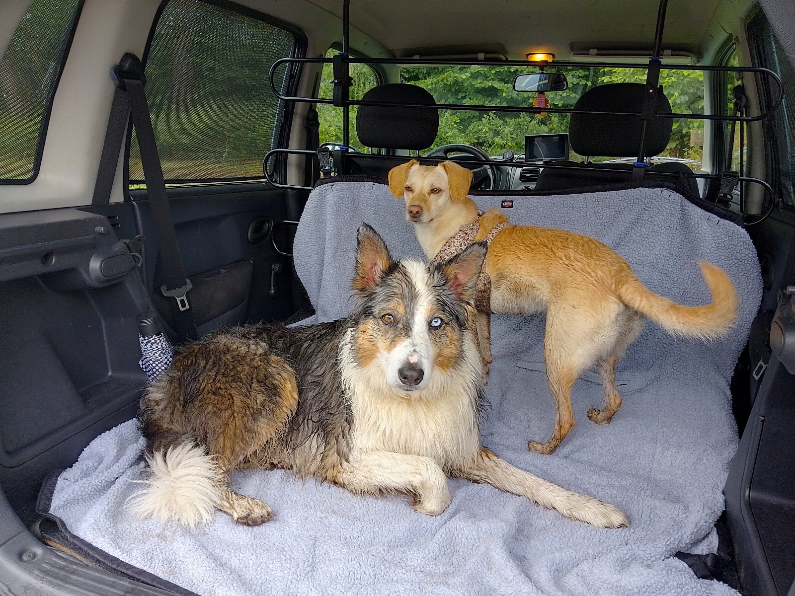 Yvonne, pet sitter in Alblasserdam, photo 4