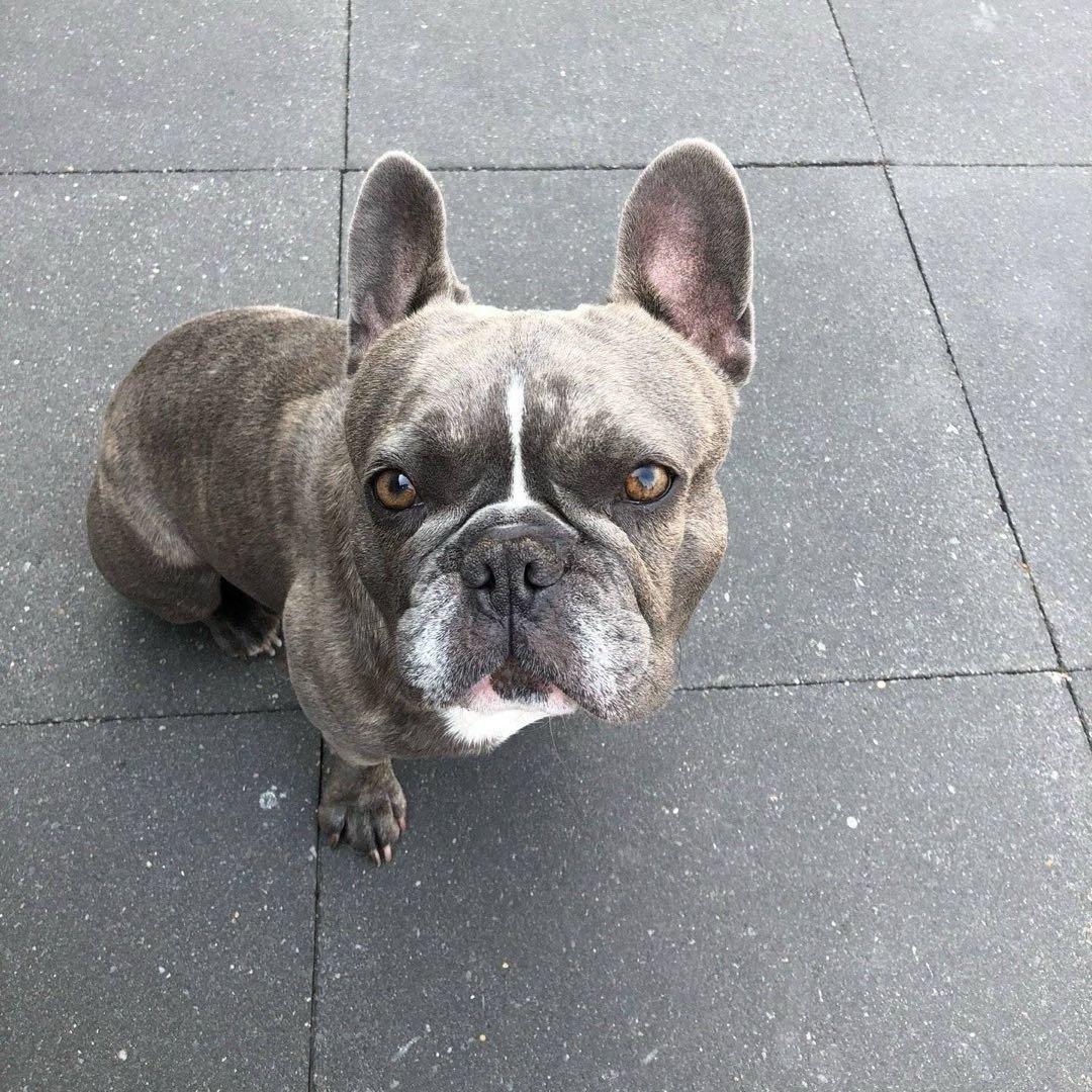 Bertrick, pet sitter in Amsterdam, photo 4